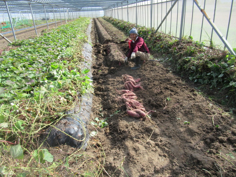 (クリックして拡大表示) サツマイモの収穫 一株一株丁寧に掘ります。