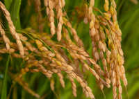 【つや姫】【令和4年10月上旬収穫】山形県置賜飯豊産　12年連続特A　特別栽培米