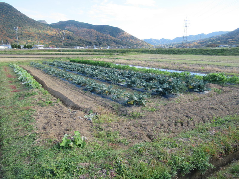 (クリックして拡大表示) 田圃の横にある畑の様子です。 いろいろ工夫しています。