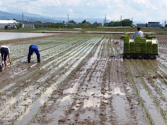 (クリックして拡大表示) 田植え真っただ中 もりやくん田植え一色!