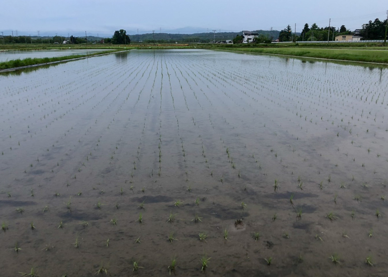 (クリックして拡大表示) 美味しいお米づくりへのこだわり 疎植栽培