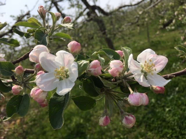 (クリックして拡大表示) 果樹の花畑(りんご) りんごの花