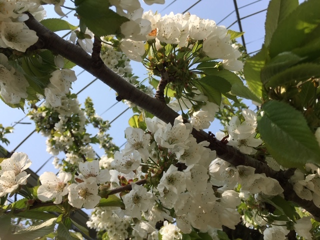 (クリックして拡大表示) 果樹の花畑(さくらんぼ) 果樹の花畑