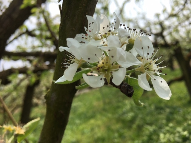 (クリックして拡大表示) 果樹の花畑(ラフランス) ラフランスの花