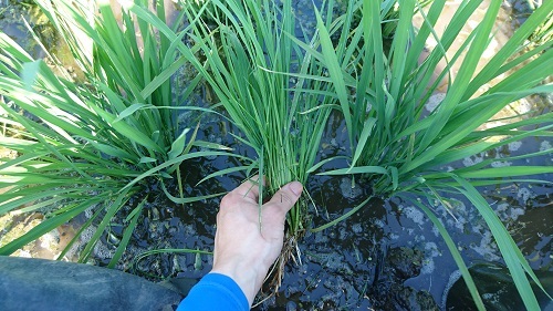 (クリックして拡大表示) 夏の作業 手に持っているのがヒエです。