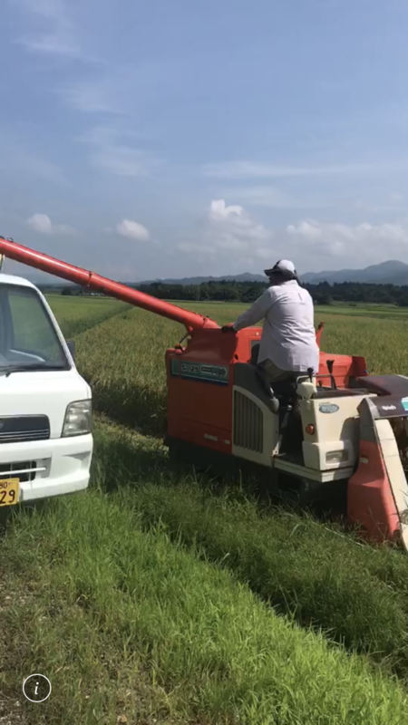 (クリックして拡大表示) 早生品種の稲刈り! 五百川の稲刈り終了!