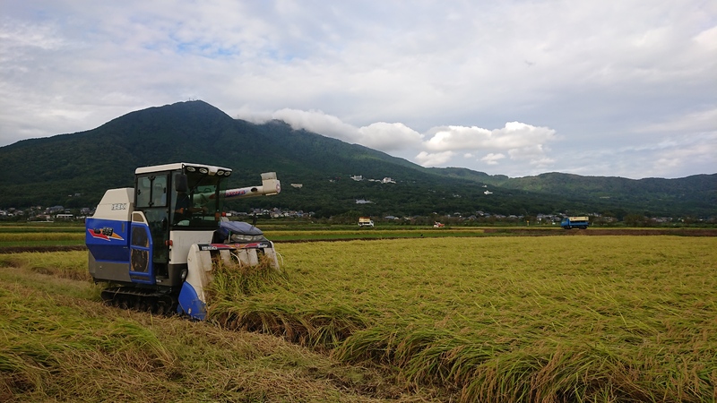 (クリックして拡大表示) 稲刈り 筑波山の麓で稲刈り