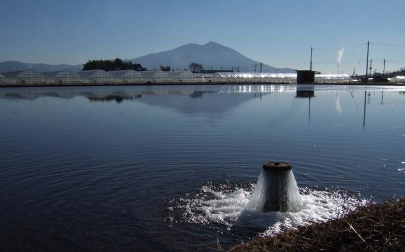 (クリックして拡大表示) 冬も田んぼで 冬期湛水中