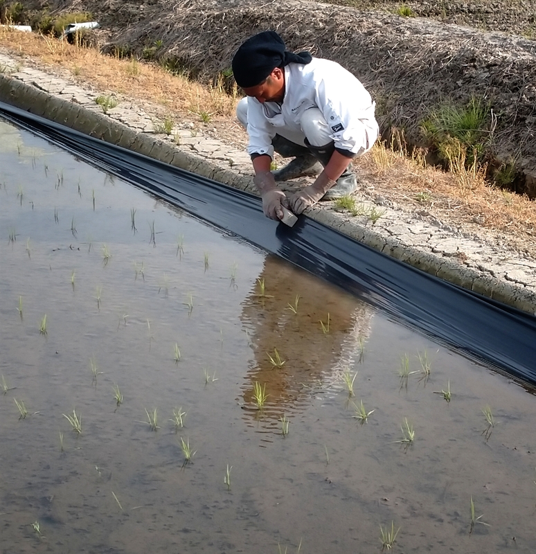 (クリックして拡大表示) 田植え終了 補修作業中