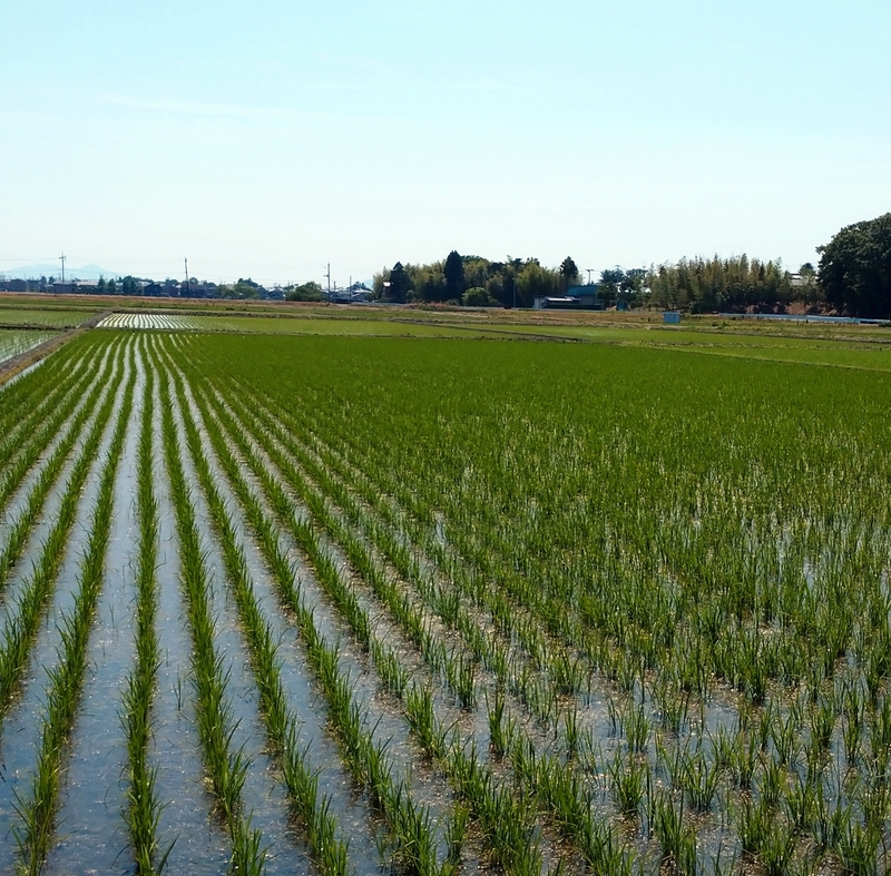 (クリックして拡大表示) 田植え後1ヶ月 田植え後1ヶ月