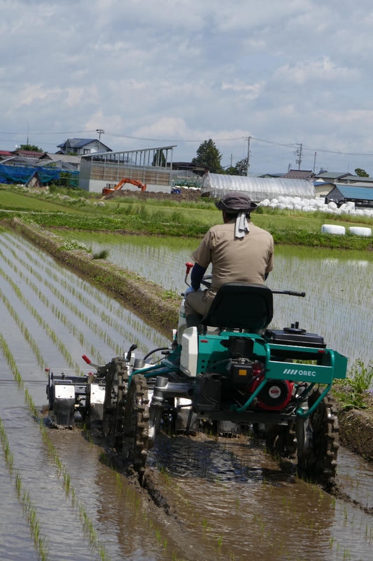 (クリックして拡大表示) 除草作業 農場長の五十嵐くん
