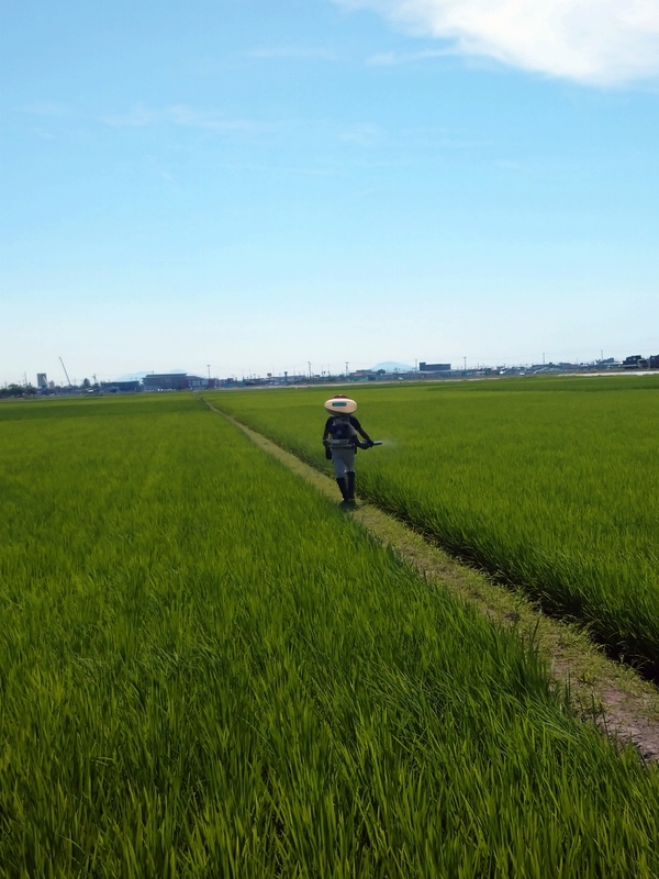 (クリックして拡大表示) 午後の仕事 肥料散布中
