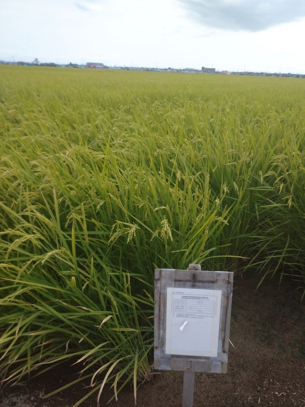 (クリックして拡大表示) 田植え後3ヶ月 田植え後3ヶ月