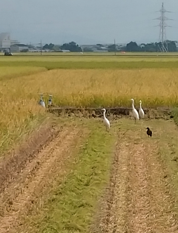 (クリックして拡大表示) 鳥のお話です 稲刈りを見守る鳥