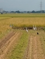 稲刈りを見守る鳥 