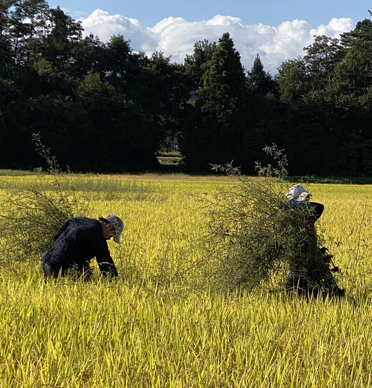 (クリックして拡大表示) 田んぼの草取り 手で雑草を抜いていきます