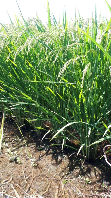 (¥¯¥ê¥Ã¥¯¤·¤Æ³ÈÂçɽ¼¨) ¤´Ãíʸ¤«¤éȯÁ÷Ëø¡¢£²¡Á4ÆüÄø¤Îͱͽ¤ò¤ª´ê¤¤Ãפ·¤Þ¤¹¡£ Ƭ¤ò¿â¤ì¤Ä¤Ä¤¢¤ë¡¢ÎáÏÂ6ǯ»ºÀã¼ã´Ý¤Ç¤¹¡£