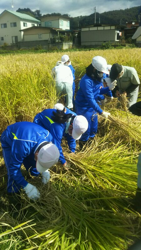 (クリックして拡大表示) 蔵王一小 3年生の稲刈り  初めての体験です。