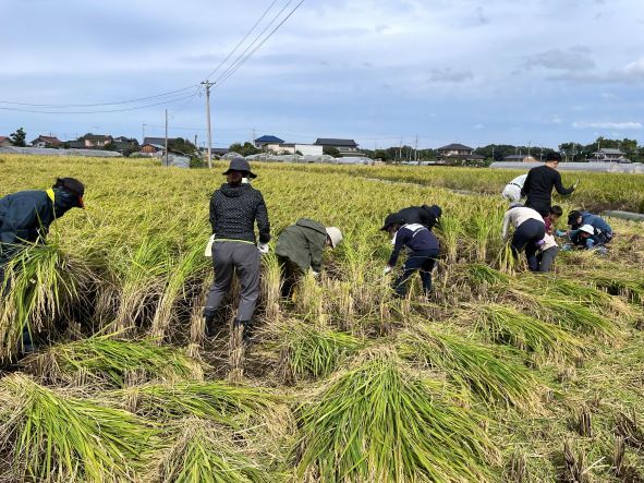 (クリックして拡大表示) 百笑日誌11月号 稲刈り体験会の様子