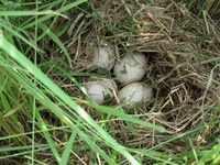 田んぼのアゼにあった鳥の巣 