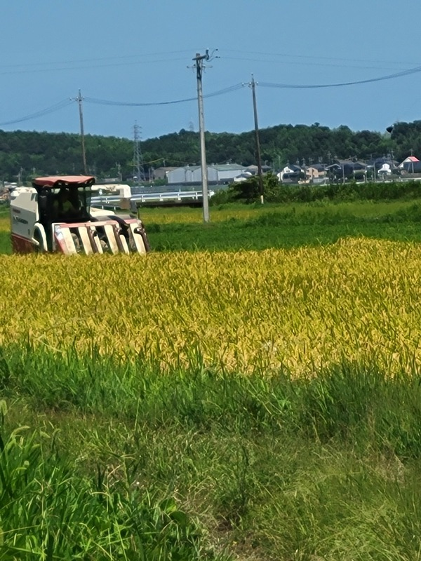 (クリックして拡大表示) 台風7号前に稲刈り 台風前に稲刈りを、しました。