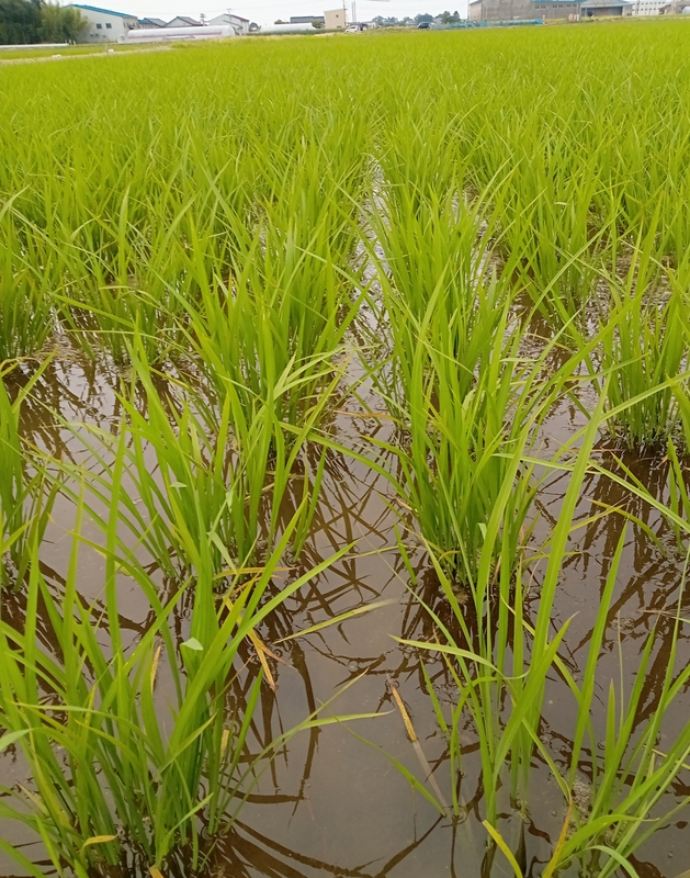 (クリックして拡大表示) 田植え後1ヶ月経過 1ヶ月経過