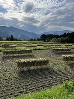 幻のお米 旭1号 (天日干し 無農薬無肥料栽培)(川内農園)