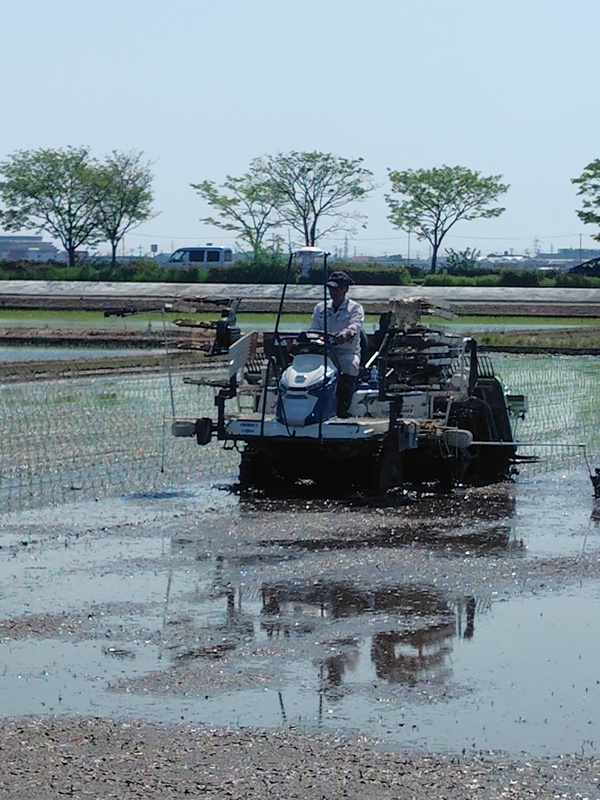 (クリックして拡大表示) 田植え始まってます 田植え