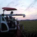 (¥¯¥ê¥Ã¥¯¤·¤Æ³ÈÂçɽ¼¨) ͵¡ºÏÇÝ¥³¥·¥Ò¥«¥ê¿·ÊÆÈÎÇ䳫»Ï¤·¤Þ¤·¤¿¡ª¡ª ËèÆü¿¿¤Ã°Å¤Ë¤Ê¤ë¤Þ¤Ç´¢¤ê¤Þ¤¯¤Ã¤Æ¤Þ¤¹¡ª