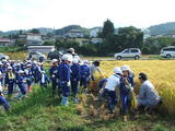 (クリックして拡大表示) 小学生80名で稲刈りの体験学習をしました。 うまく刈れるかな?
