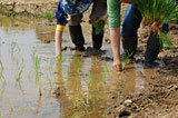 (クリックして拡大表示) ようこそ!農業体験! その1 田植え体験
