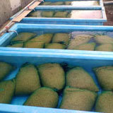 (クリックして拡大表示) まもなく種まきが始まります 水槽につかった種もみたち