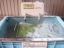 (クリックして拡大表示) 種まきの準備 温湯消毒の様子