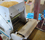 (クリックして拡大表示) すじまきのはじまりはじまり〜 播種機で種もみをまきます