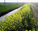(クリックして拡大表示) 菜の花もそろそろ終わりです 菜の花もそろそろ終わりです