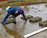 (クリックして拡大表示) 苗出ししています 一箱一箱、手で真っ直ぐ並べます