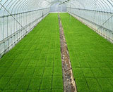 (クリックして拡大表示) あきたこまちの苗 もうそろそろ田植えです もうすぐ田んぼに旅立ちます