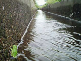 (クリックして拡大表示) 用水路に水が流れはじめました カエルもなんだかうれしそう