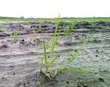 (クリックして拡大表示) 田植えした苗 田植えした苗