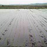 (クリックして拡大表示) あきたこまちの田植えは順調です 田植えをした田んぼ 曲がってる?