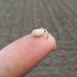 (クリックして拡大表示) 乾田直播の芽が伸びてきました 後ろに見えているスジスジが種をまいたところです