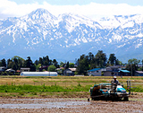 (クリックして拡大表示) 順調なる田植え 妙高連峰がよく見えるところ