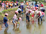 (クリックして拡大表示) 保育園児たちと田植え ちゃんと植えられたかな?