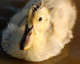 (¥¯¥ê¥Ã¥¯¤·¤Æ³ÈÂçɽ¼¨) ¥Ç¥Ó¥å¡¼ÍâÆü¤Î¹ç³û¤¿¤Á ¥â¥Ò¥«¥ó¤Î¹ç³û¤Á¤ã¤ó