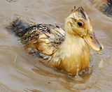 (¥¯¥ê¥Ã¥¯¤·¤Æ³ÈÂçɽ¼¨) ½Ë¡ª¹ç³û¥Ç¥Ó¥å¡¼¡ª ¤º¤Ã¤Ý¤êǨ¤ìÁÍ¡¡¸µµ¤¤Ë±Ë¤¤¤Ç¤¤¤Þ¤¹