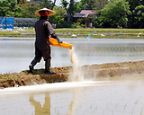 (クリックして拡大表示) 雑草を抑えつけろ!米ぬか散布 雑草抑制のため、米ぬかをまく