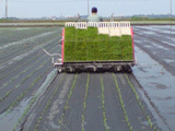 (クリックして拡大表示) 今日も有機栽培の田植え 順調に植えているように見えますが・・・