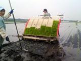 (クリックして拡大表示) 紙マルチ田植え再開 紙マルチ田植え中。オペレーターは何度も後ろを確認します。首が痛くなります(笑)