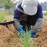 (¥¯¥ê¥Ã¥¯¤·¤Æ³ÈÂçɽ¼¨) Ĺ¥Í¥®¤Î°Ü¿¢ ÃúÇ«¤Ë¡¢°Ü¿¢¤·¤Æ¤¤¤¤Þ¤¹