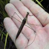 (クリックして拡大表示) ミズカマキリ ミズカマキリ